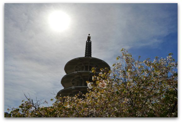 golden-gate-xpress-the-northern-california-cherry-blossom-festival