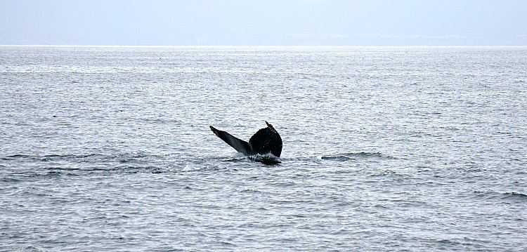 Whale Watching San Francisco: What to Expect on a Tour