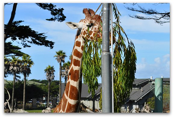 San Francisco With Kids Top 25 Kid Friendly Attractions