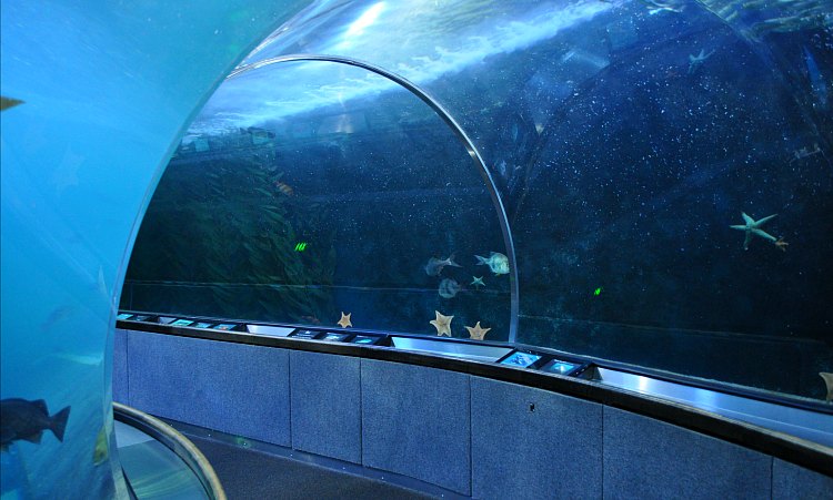 Aquariums in the SF Bay Area: 6 Top Finds for Marine Life - Tunnel Aquarium Bay Sf