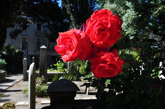 Rose Francisco My Garden San