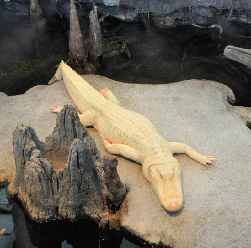 Claude is one of the most famous exhibits at the California Academy of Sciences in Golden Gate Park