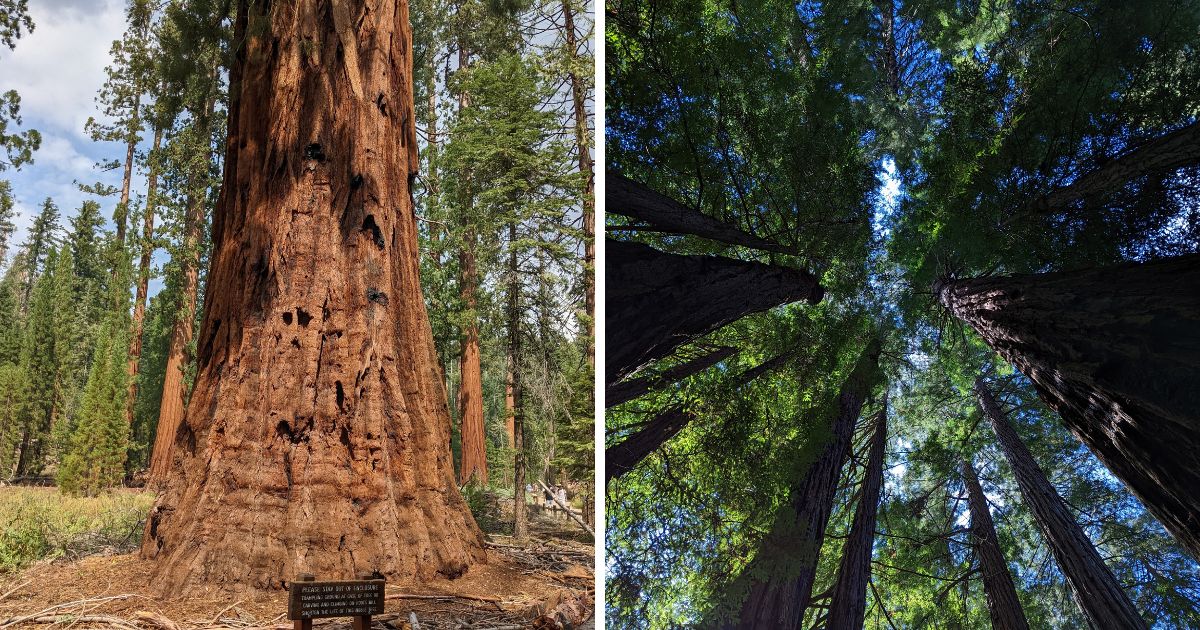 Red Sequoia National Park