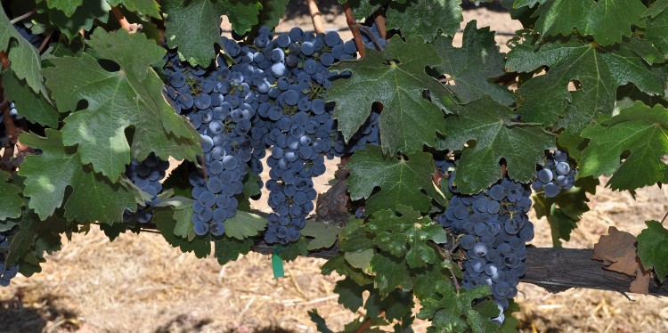 Grapes in Lodi