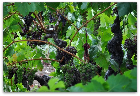 Grapes ripening on the vine in Sonoma County.