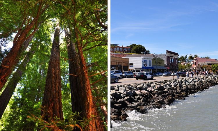 Muir Woods Sausalito Tour