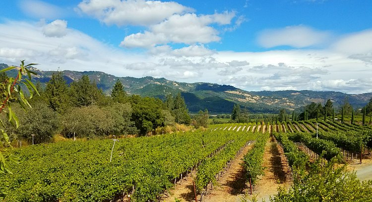 Best Time to Visit Napa Valley: Weather and Temperatures. 3 Months to  Avoid! - California - Where And When