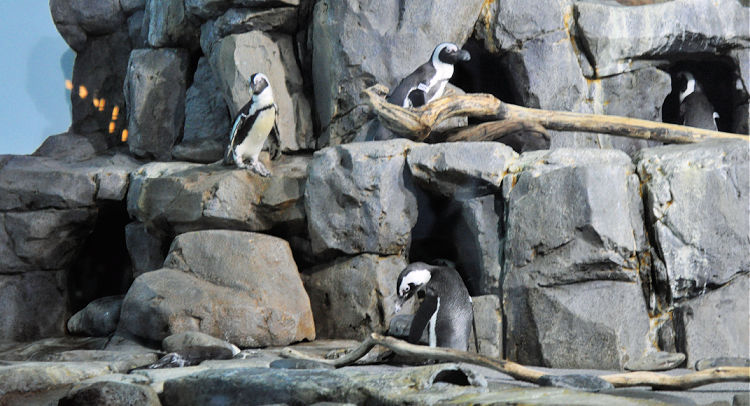 Penguins in the Monterey Bay Aquarium