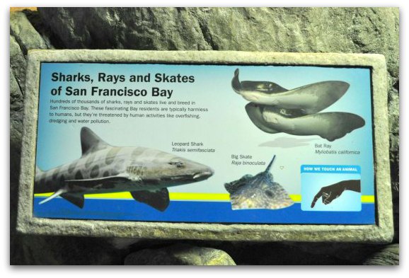 San Francisco Aquarium of the Bay: Explore this Pier 39 Gem - Petting Aquarium Sf