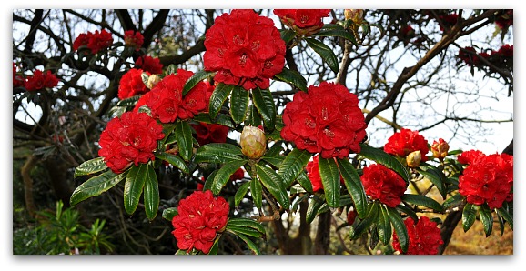 Red Flowers in the Botanical Gardens in SF