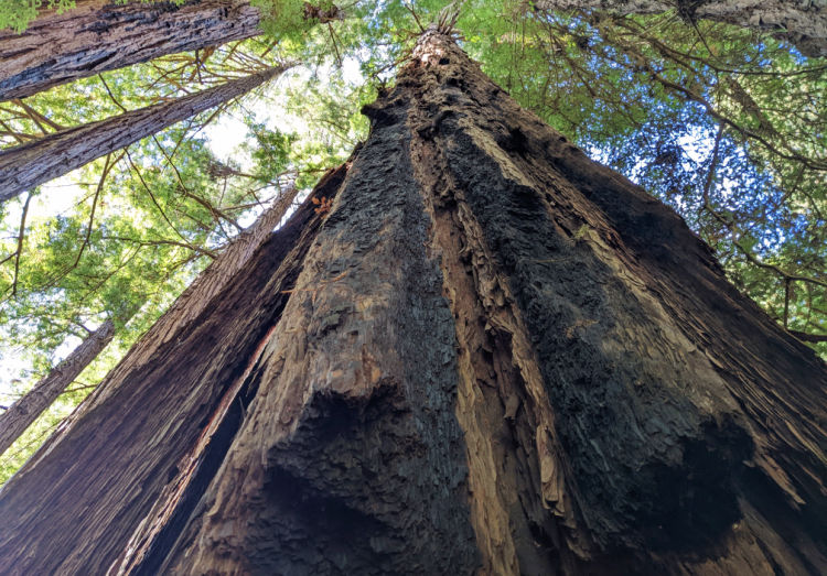 Redwood from Below Muir Woods