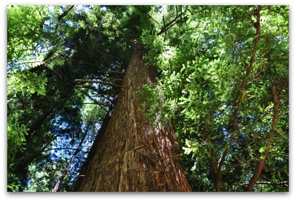 Looking up at a tall redwood tree in Muir Woods