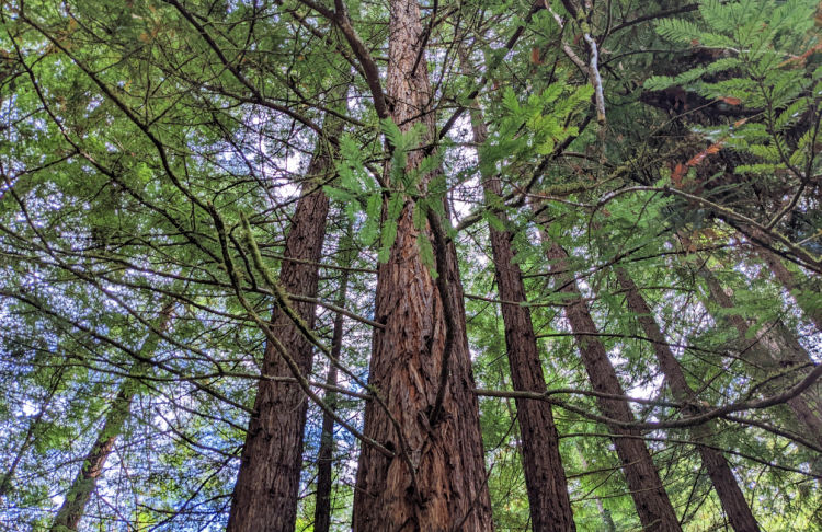 Redwoods in Marin County