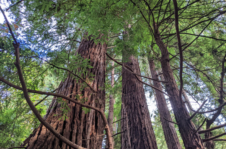 Redwoods in Muir Woods