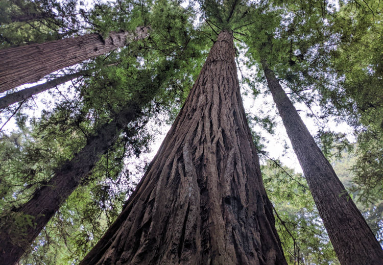 Coastal Redwoods in Redwoods National and State Parks