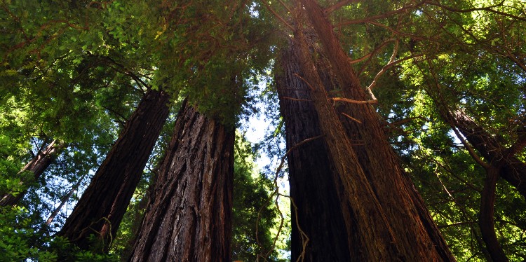 Redwoods National and State Parks Coastal Redwoods