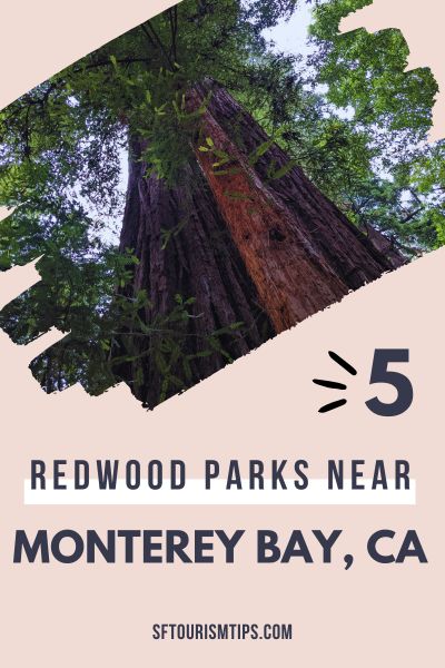 Redwoods Near Monterey Pin