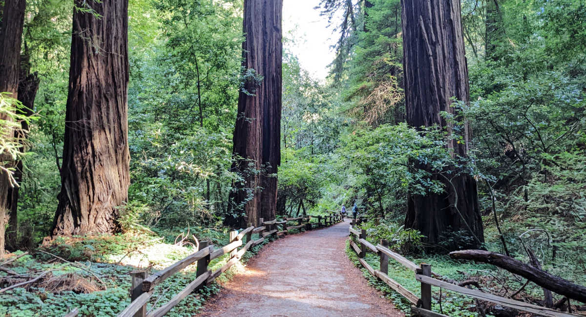 14 Unforgettable Places to Explore Redwoods Near San Francisco
