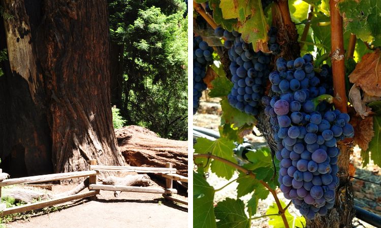 Muir Woods and Wine Country Tour