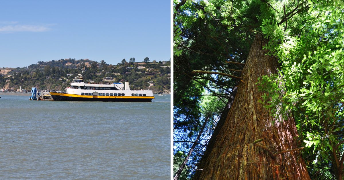 Ferry in Sausalito and Coastal Redwood in Muir Woods