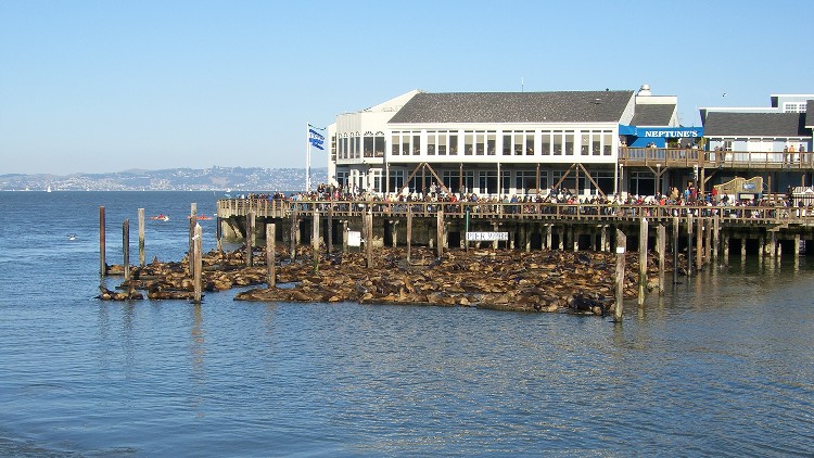 Listen: Secrets of the Pier 39 sea lions