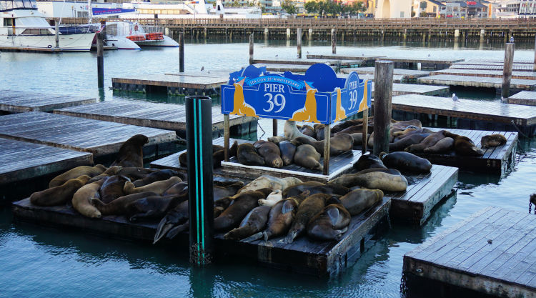 A Morning at Fisherman's Wharf and Pier 39 in San Francisco, USA