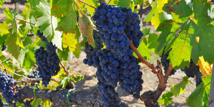 Sonoma grapes ripen on the vine.