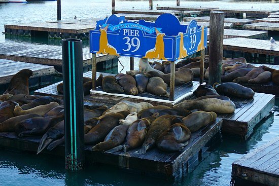 San Francisco - Fisherman's Wharf; Pier 39, Sea Lions (2), San Francisco  and its Environs