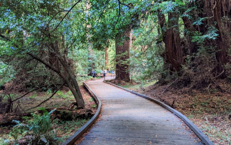 Train into Muir Woods