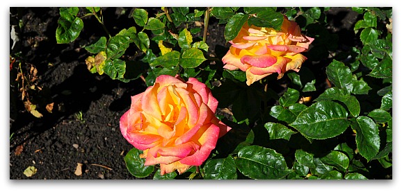 Yellow & Pink Roses in SF's Golden Gate Park